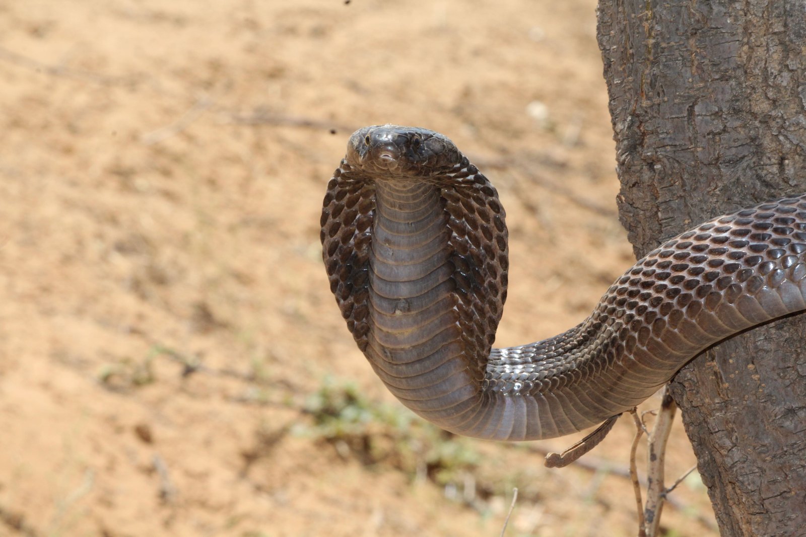 Wildlife Rescue / Snake Catcher Jaipur Rajasthan